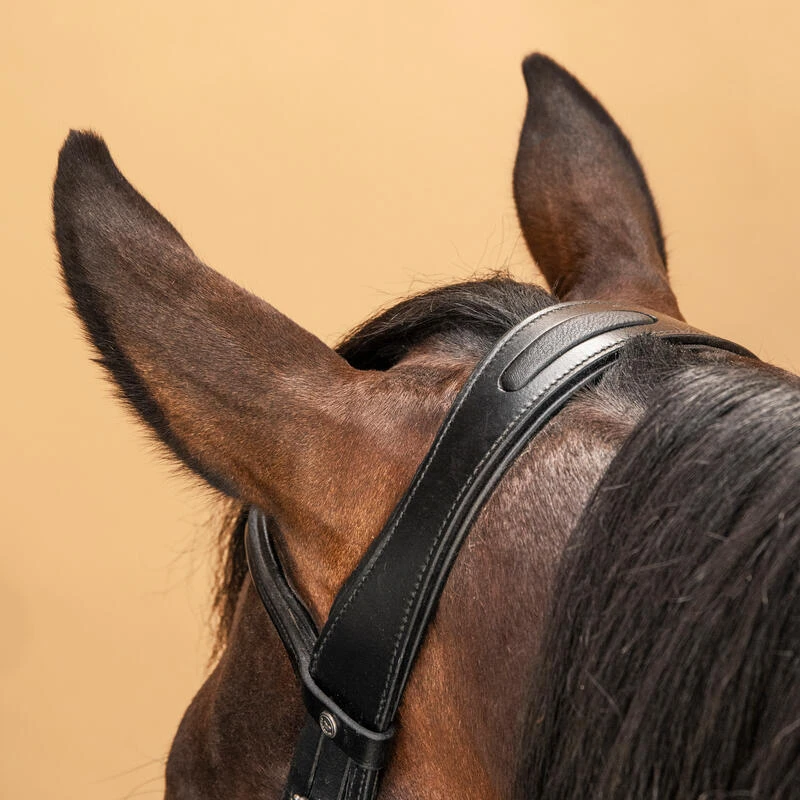 Filet équitation Cuir Muserolle Française Glossy Cheval Et Poney - 580 Noir 4 Filet équitation Cuir Muserolle Française Glossy Cheval Et Poney - 580 Noir – Image 4