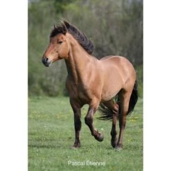 Le Henson - Cheval De La Baie De Somme 8 Le Henson - Cheval De La Baie De Somme -Fournitures Équestres Magasin le henson cheval de la baie de somme 3