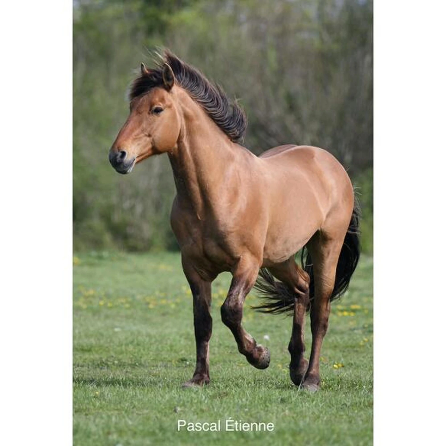 Le Henson - Cheval De La Baie De Somme 4 Le Henson - Cheval De La Baie De Somme – Image 4