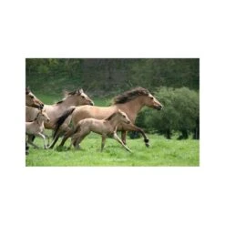 Le Henson - Cheval De La Baie De Somme 9 Le Henson - Cheval De La Baie De Somme -Fournitures Équestres Magasin le henson cheval de la baie de somme 4