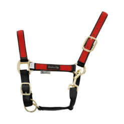 Licol En Nylon Avec Insert Coloré