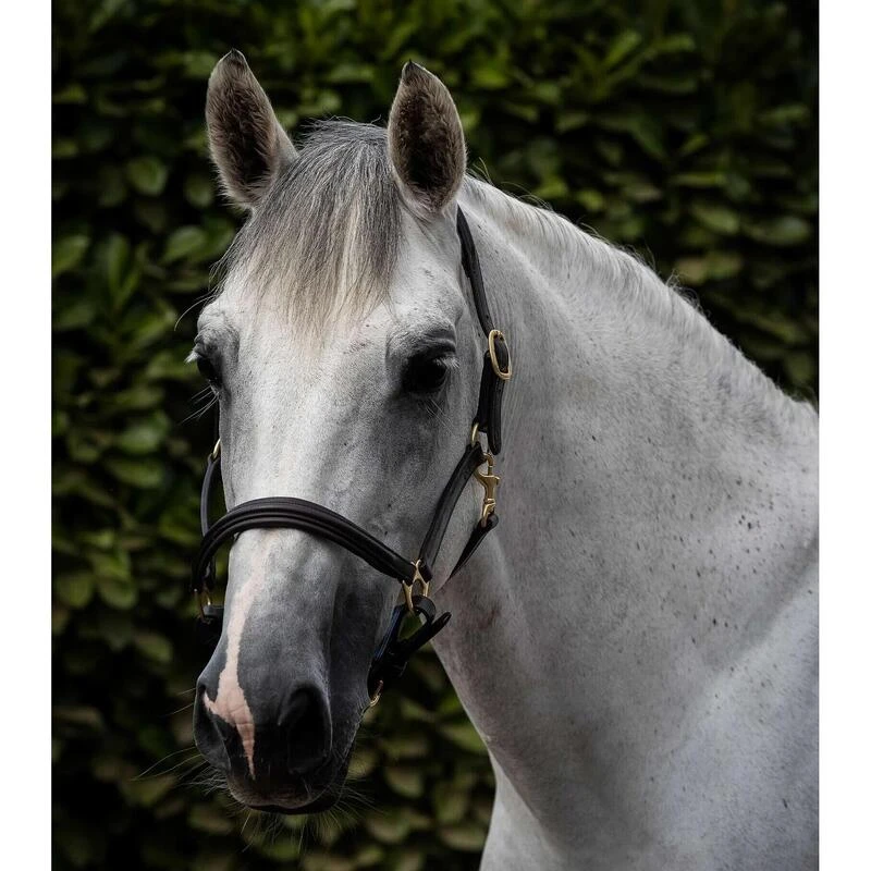 Licol Pour Cheval Rembourré Cuir Premier Equine 1 Licol Pour Cheval Rembourré Cuir Premier Equine