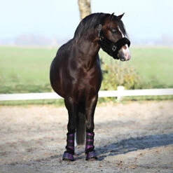 Licol Suave Horsegear Noir -Fournitures Équestres Magasin licol suave horsegear noir 2