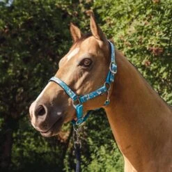 Licol Sweetie Epplejeck Bleu Clair -Fournitures Équestres Magasin licol sweetie epplejeck bleu clair 3